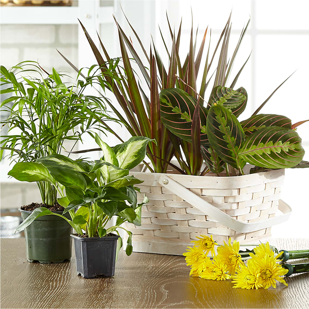Florist Designed Blooming and Green Plants in a Basket – Ashland Floral Gardens Llc, Ashland OH
