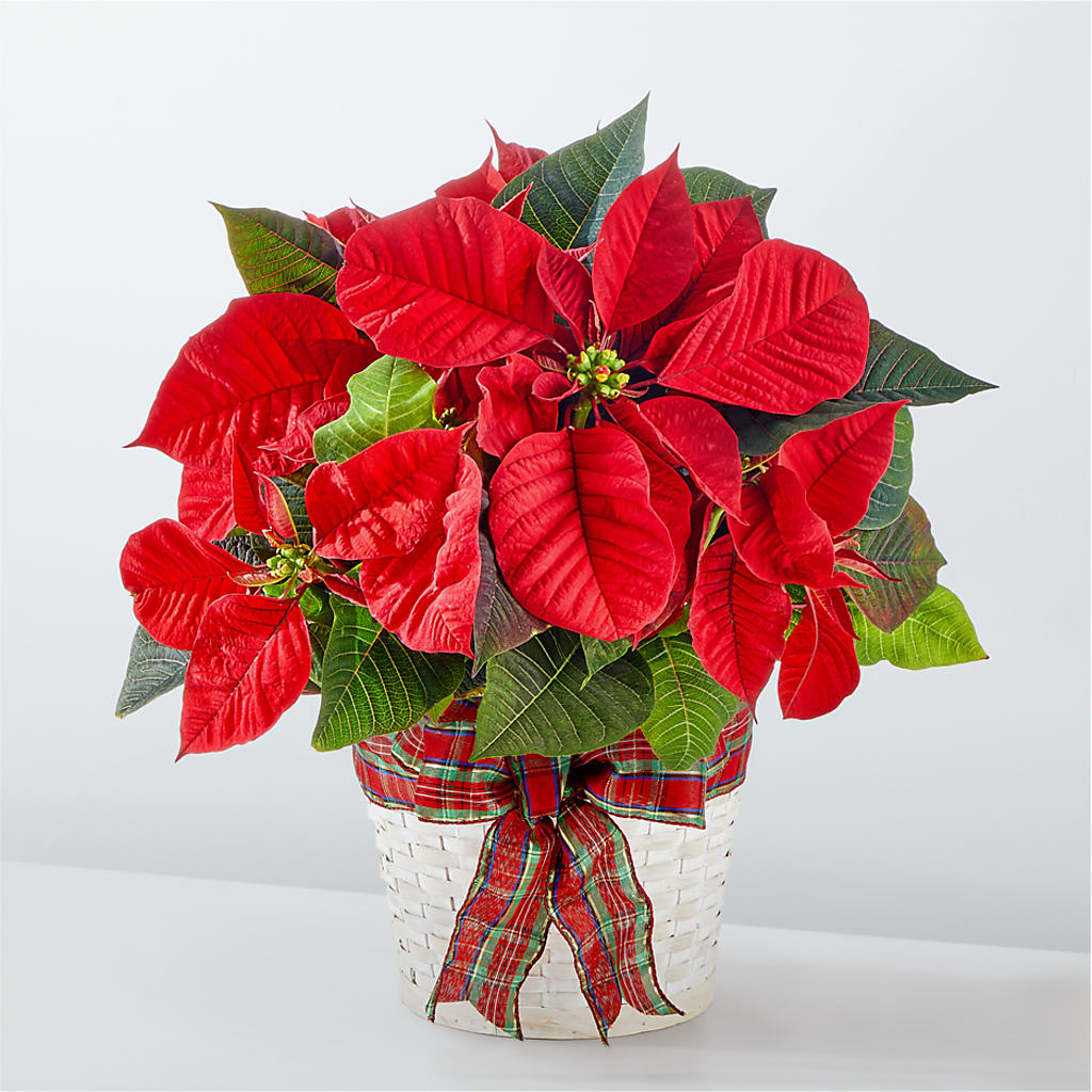 Happiest Holidays Poinsettia – Ashland Floral Gardens Llc, Ashland OH