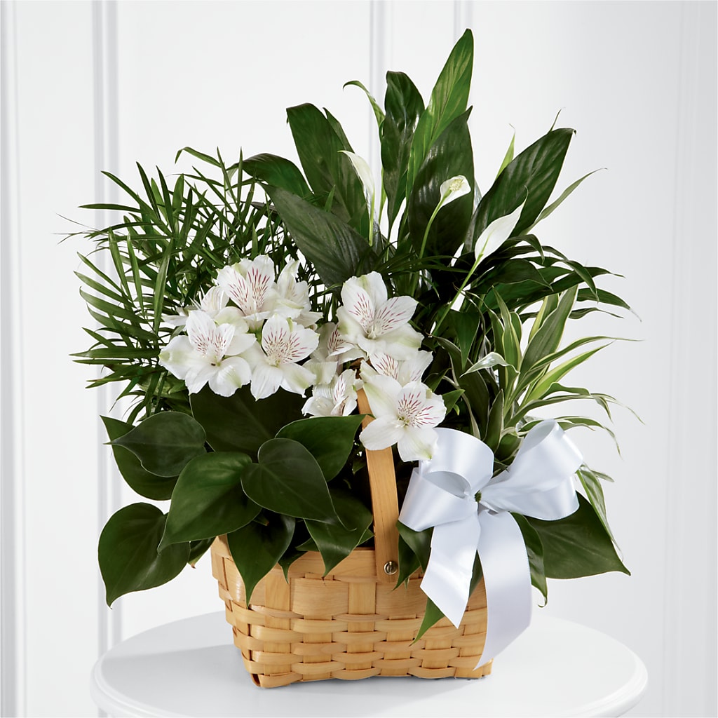 Peace & Serenity Dishgarden – Ashland Floral Gardens Llc, Ashland OH