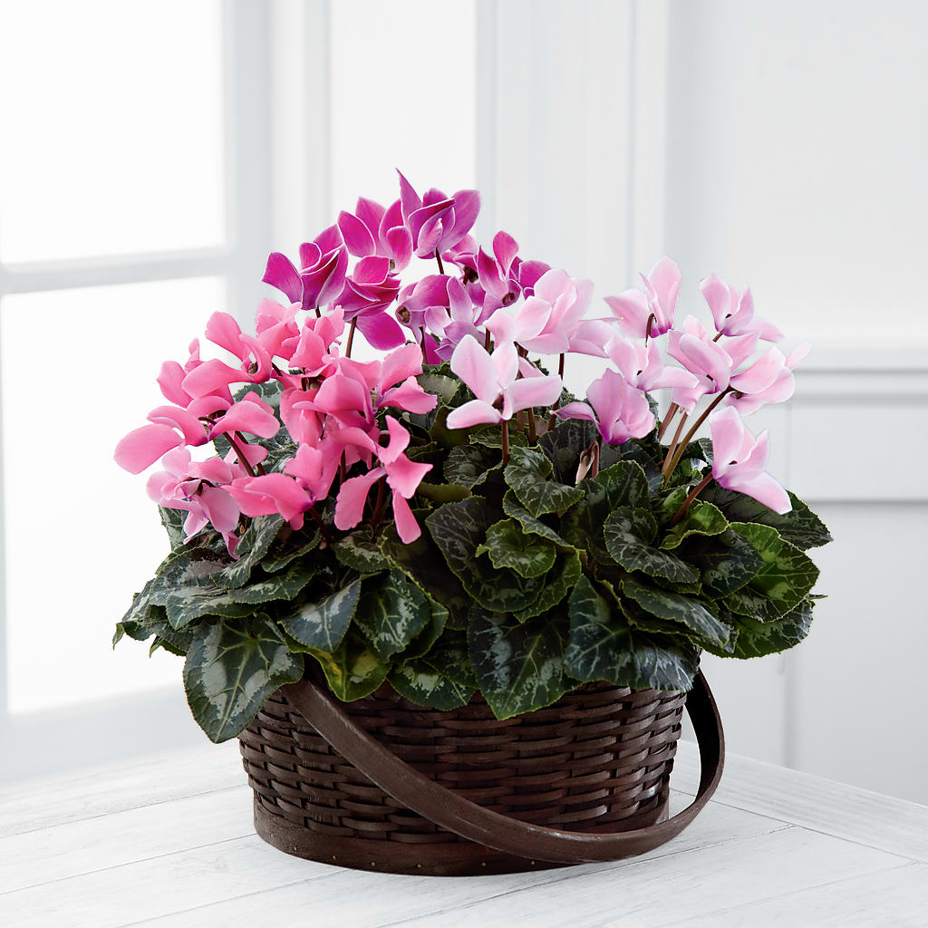 Mixed Cyclamen Planter – Ashland Floral Gardens Llc, Ashland OH