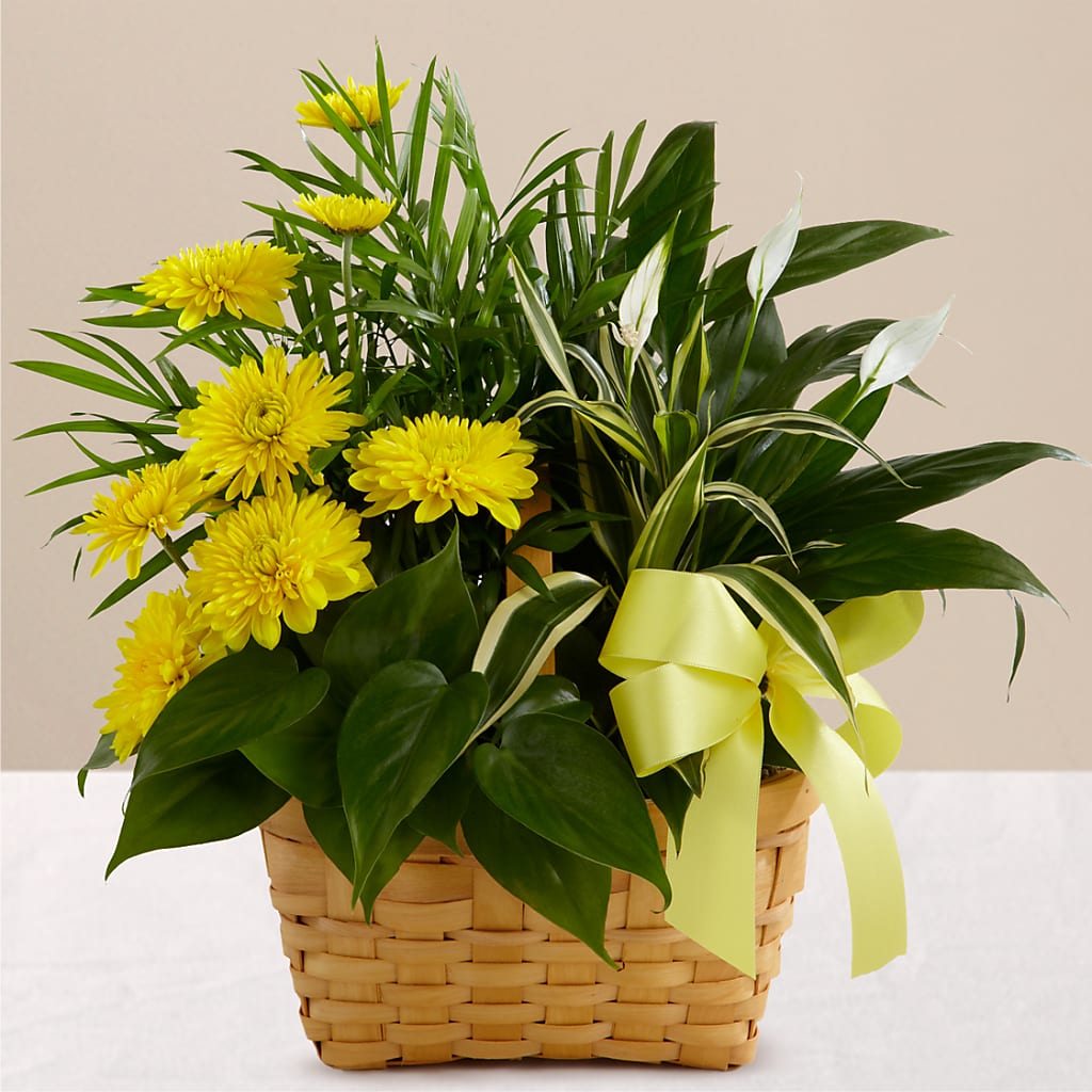 Loving Light Dishgarden – Ashland Floral Gardens Llc, Ashland OH