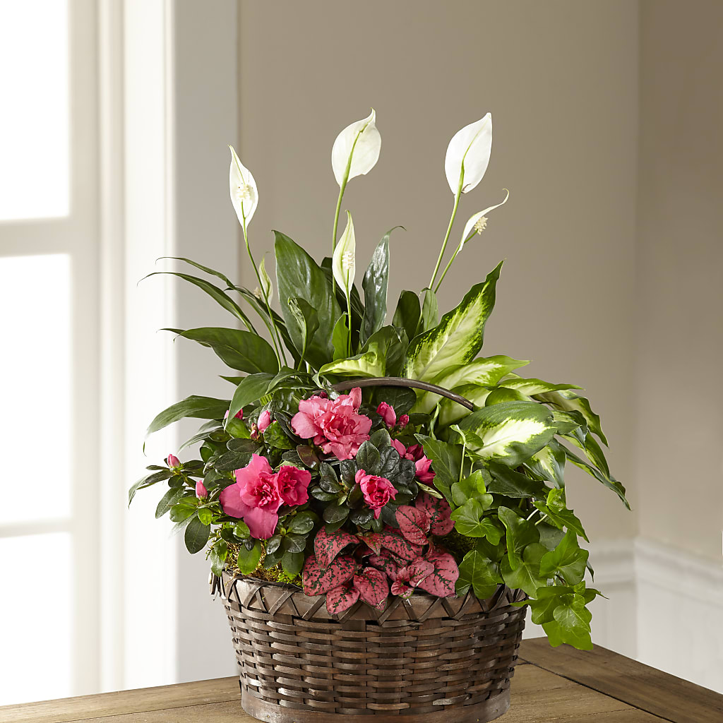 Dream in Pink Dishgarden – Ashland Floral Gardens Llc, Ashland OH