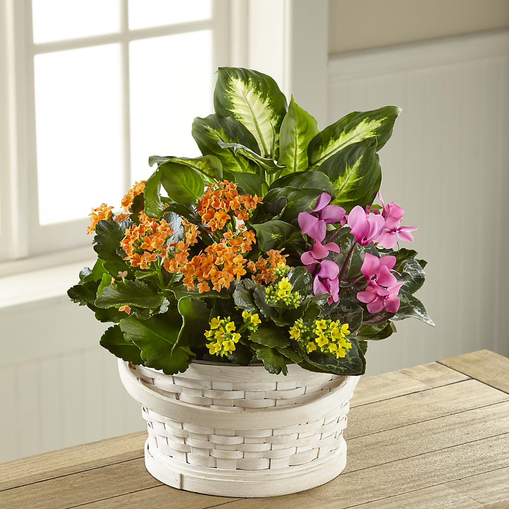 Color Crush Dishgarden – Ashland Floral Gardens Llc, Ashland OH