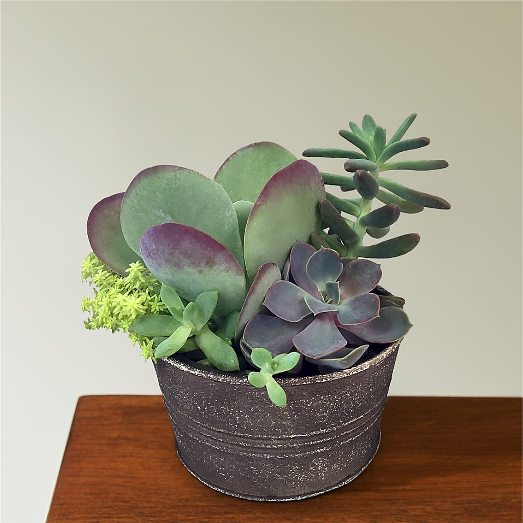 Lush Succulent Garden – Ashland Floral Gardens Llc, Ashland OH