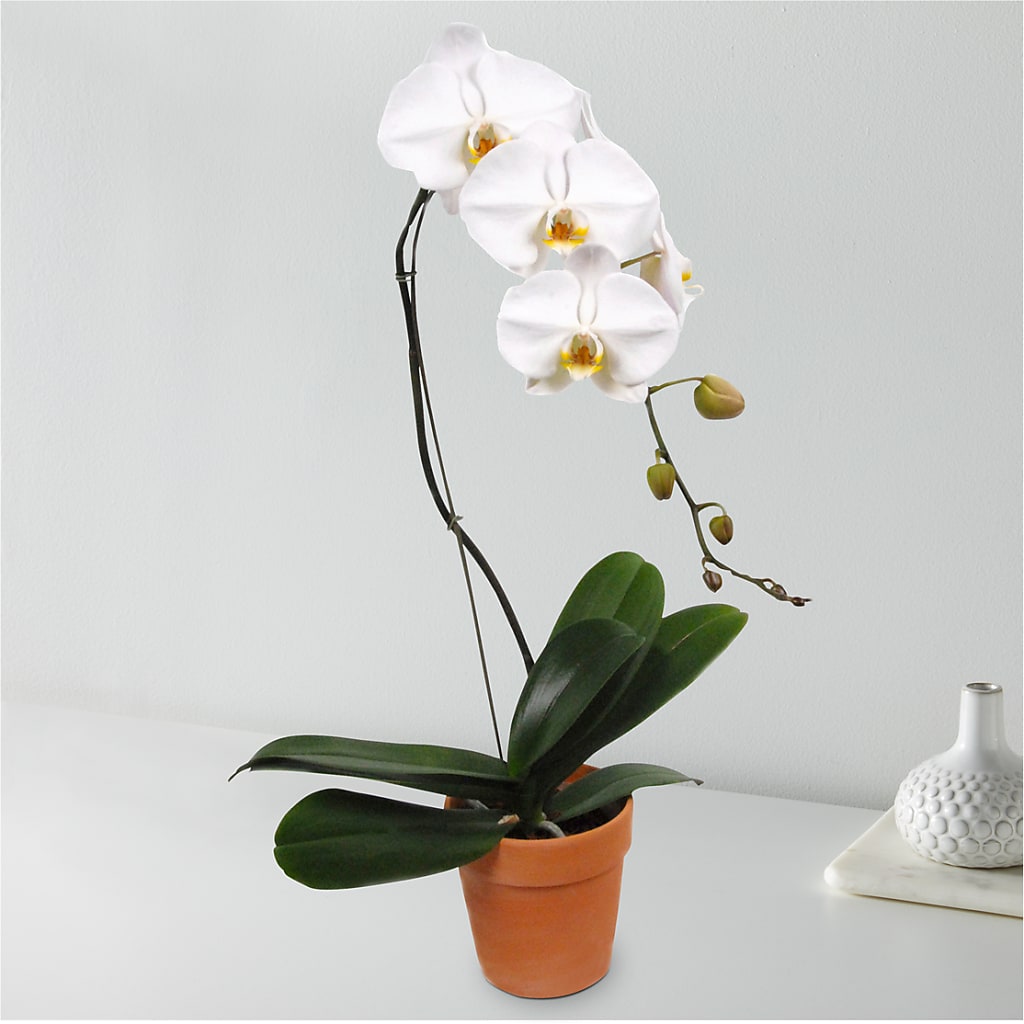 White Cascading Orchid – Ashland Floral Gardens Llc, Ashland OH