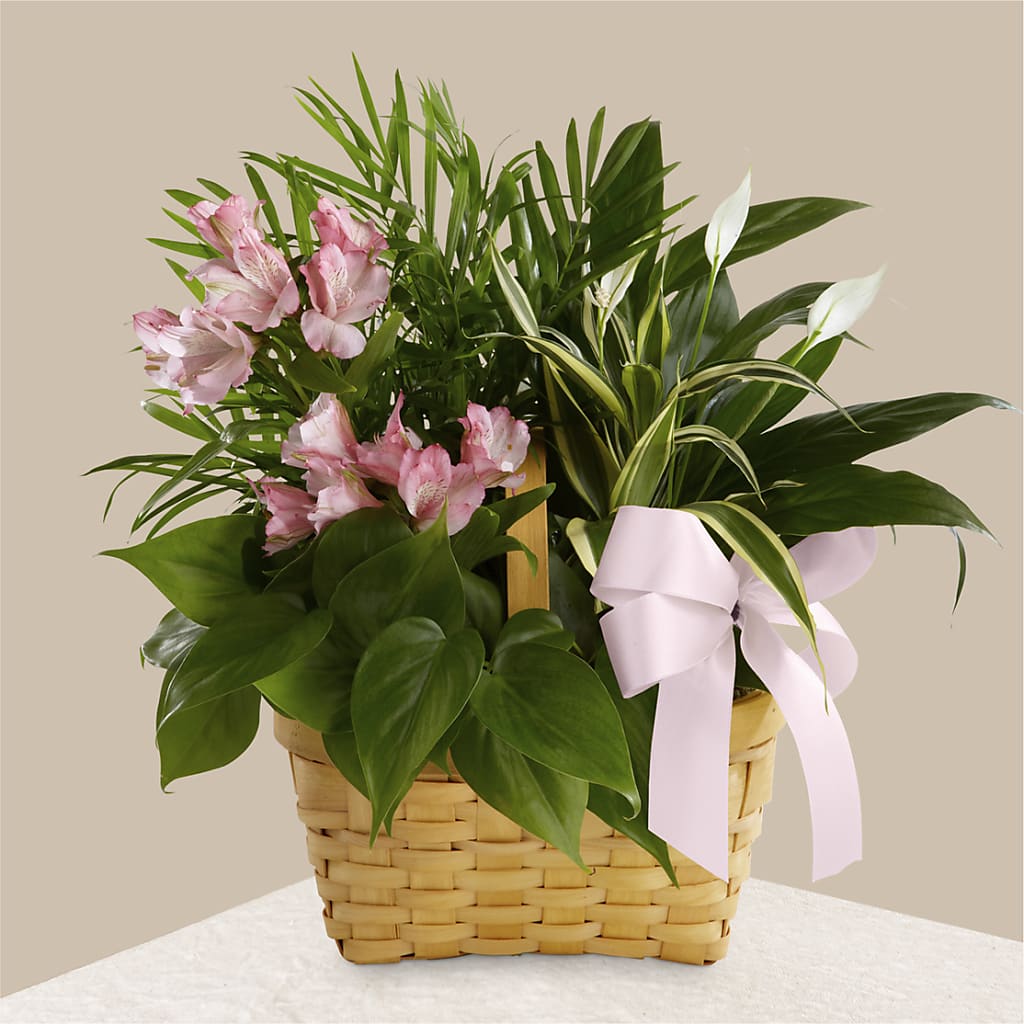 Living Spirit Dishgarden – Ashland Floral Gardens Llc, Ashland OH