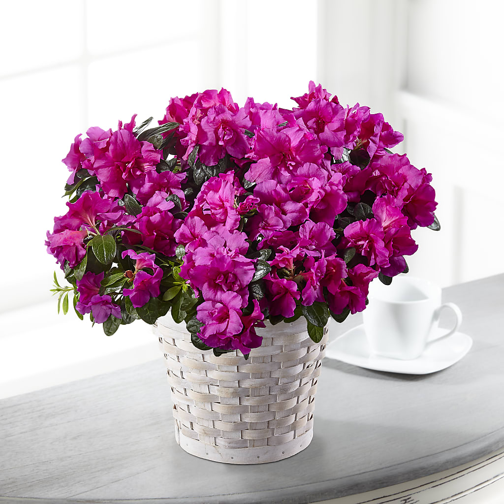 Hope & Serenity Azalea Plant – Ashland Floral Gardens Llc, Ashland OH