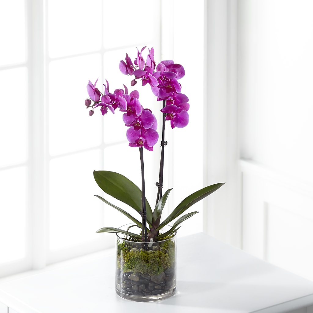 Pink Orchid Plant – Ashland Floral Gardens Llc, Ashland OH