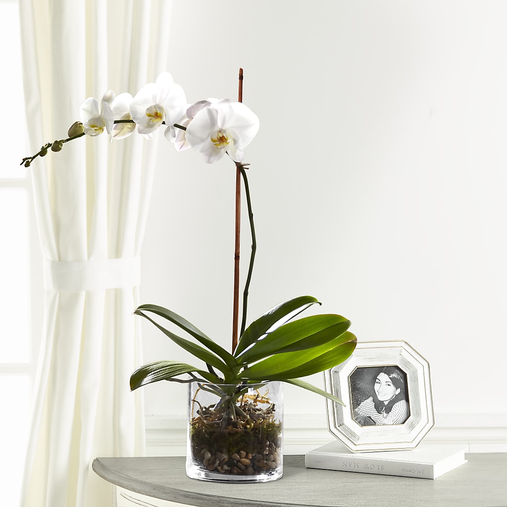 White Orchid Planter – Ashland Floral Gardens Llc, Ashland OH