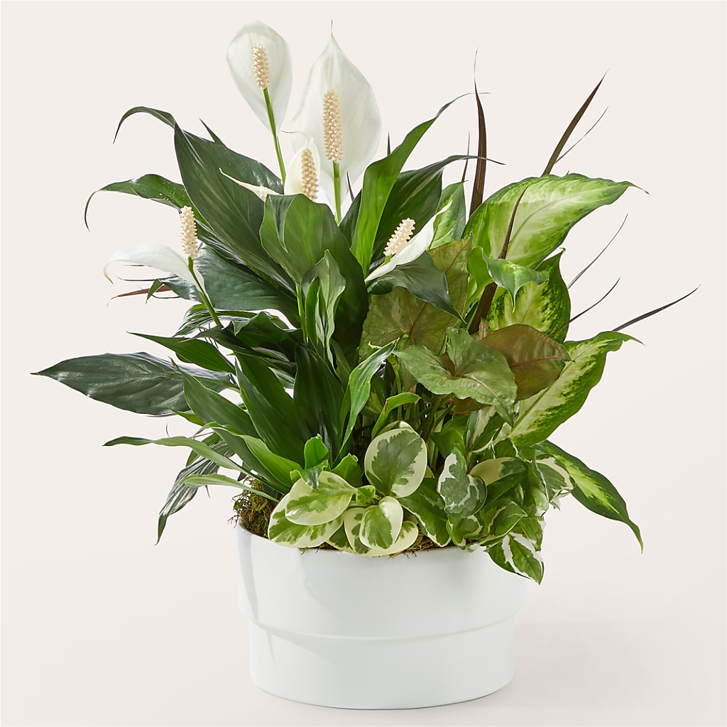 Radiating Positivity Dishgarden – Ashland Floral Gardens Llc, Ashland OH