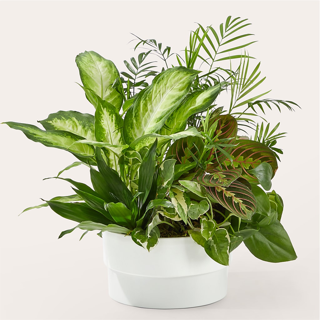 Radiating Positivity Dishgarden – Ashland Floral Gardens Llc, Ashland OH