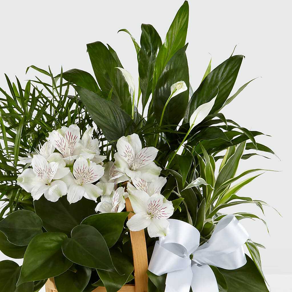 Peace & Serenity Dishgarden –  Ashland Floral Gardens Llc, Ashland OH
