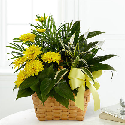 Loving Light Dishgarden –  Ashland Floral Gardens Llc, Ashland OH