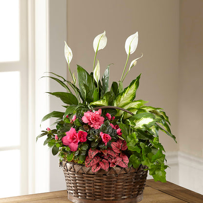 Dream in Pink Dishgarden –  Ashland Floral Gardens Llc, Ashland OH