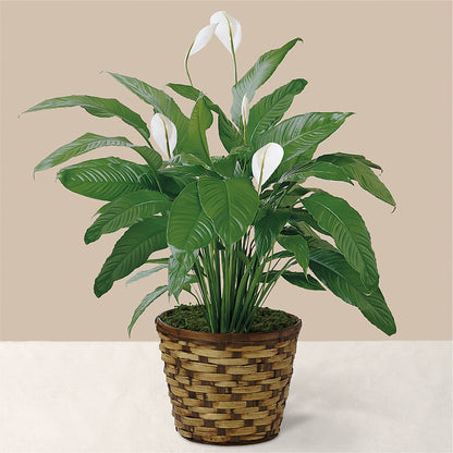 Tranquil Moments Peace Lily Plant –  Ashland Floral Gardens Llc, Ashland OH