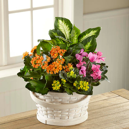 Color Crush Dishgarden –  Ashland Floral Gardens Llc, Ashland OH