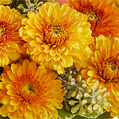 Peachy Pumpkin –  Ashland Floral Gardens Llc, Ashland OH