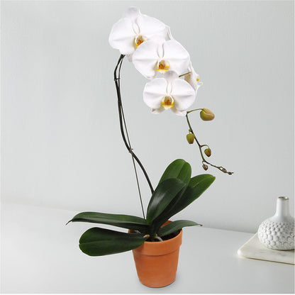 White Cascading Orchid –  Ashland Floral Gardens Llc, Ashland OH