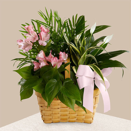 Living Spirit Dishgarden –  Ashland Floral Gardens Llc, Ashland OH