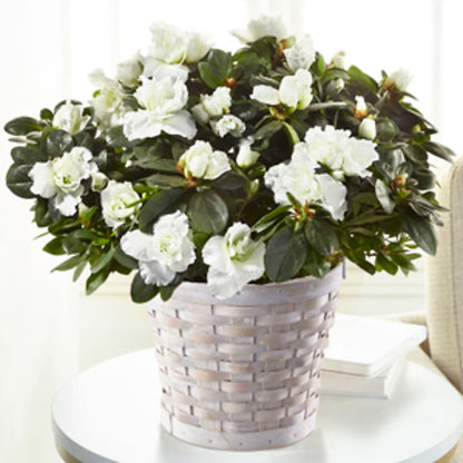White Azalea Plant –  Ashland Floral Gardens Llc, Ashland OH