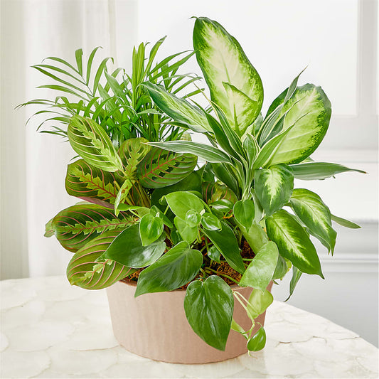 Balance & Harmony Dishgarden –  Ashland Floral Gardens Llc, Ashland OH