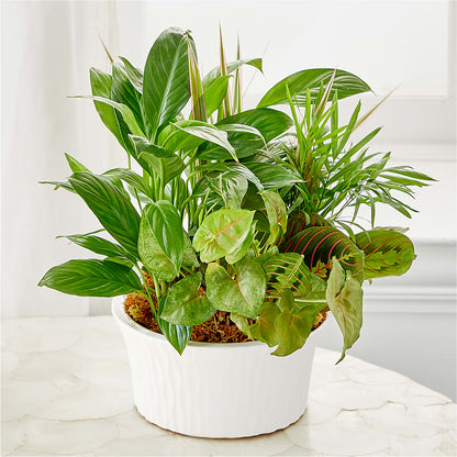 Balance & Harmony Dishgarden –  Ashland Floral Gardens Llc, Ashland OH