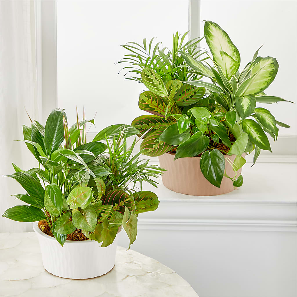Balance & Harmony Dishgarden –  Ashland Floral Gardens Llc, Ashland OH