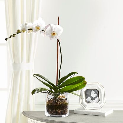 White Orchid Planter –  Ashland Floral Gardens Llc, Ashland OH
