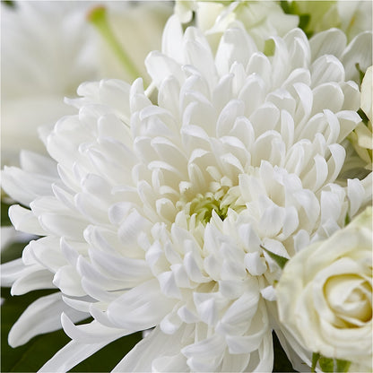 Classic Ivory – A Florist Original –  Ashland Floral Gardens Llc, Ashland OH