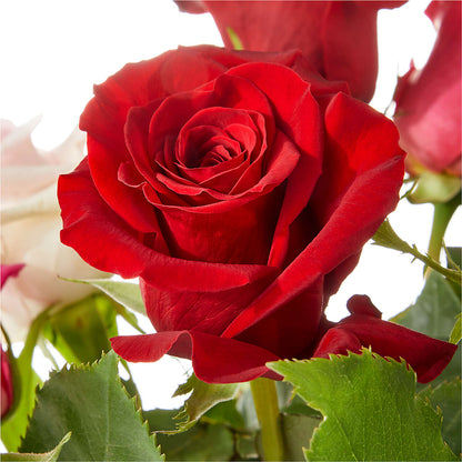 Love Notes Rose Bouquet –  Ashland Floral Gardens Llc, Ashland OH